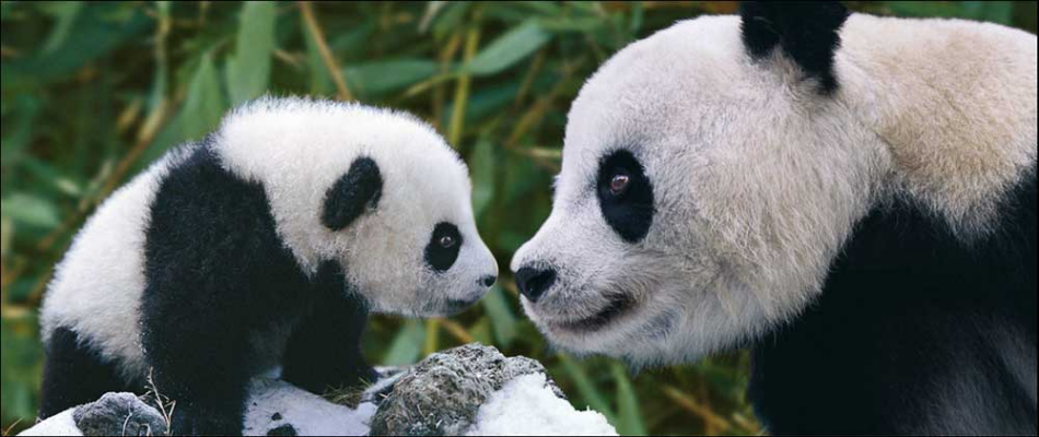 Pandas
