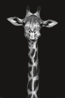 Giraffen