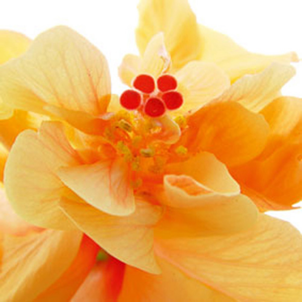 Ulmer, Ingrid Bolero Giclee-Druck