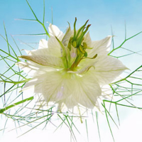 Ulmer, Ingrid Seiltänzer weiß Giclee-Druck