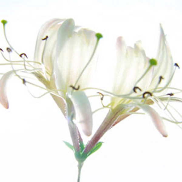 Ulmer, Ingrid Zarte Bande Giclee-Druck