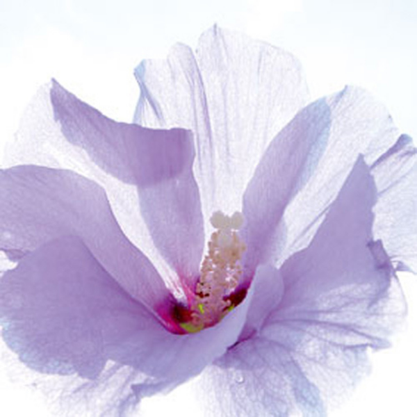 Ulmer, Ingrid Ballerina Giclee-Druck