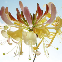 Ulmer, Ingrid Ballet Giclee-Druck