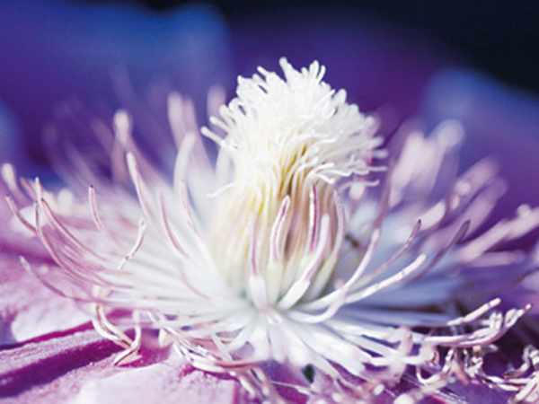 Riedt, Kirsten White and Purple Giclee-Druck