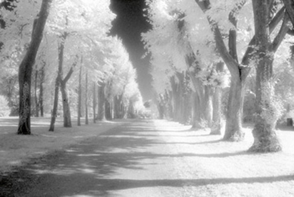 Steiner, Martin Allee Giclee-Druck