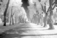 Steiner, Martin Allee Giclee-Druck