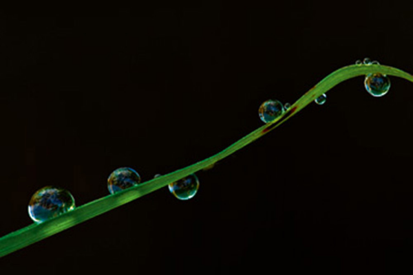 Nemec, Tomas Grashalm im Regen Giclee-Druck