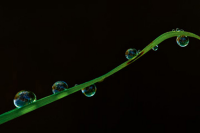 Nemec, Tomas Grashalm im Regen Giclee-Druck