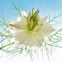 Ulmer, Ingrid Seiltänzer weiß Giclee-Druck