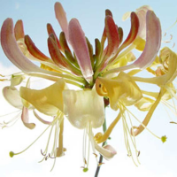 Ulmer, Ingrid Ballet Giclee-Druck