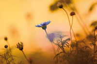 Riedt, Kirsten Moments of Summer Giclee-Druck