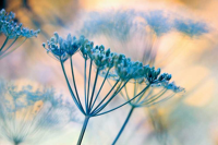 Riedt, Kirsten Summer Dreams II Giclee-Druck