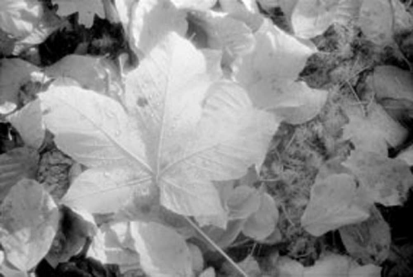 Steiner, Martin Natur Giclee-Druck