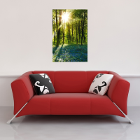 Forests - Poster - Sunrise Bluebell Wood + 1 Ü-Poster der Grösse 61x91,5cm