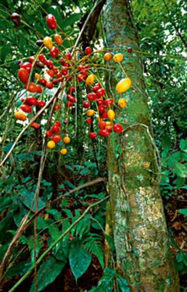 Marent, Thomas Palmtree fruit Giclee-Druck