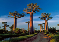 Marent, Thomas Baobab Tree Giclee-Druck
