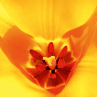 Ulmer, Ingrid Kaleidoskop Giclee-Druck