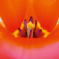 Ulmer, Ingrid Neugier Giclee-Druck