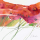 Peuckert, Marta Modern Poppy VI Giclee-Druck
