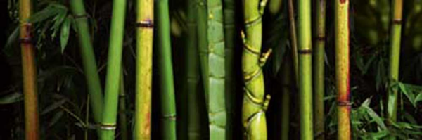 Scaroni, Roberto Bamboo Giclee-Druck