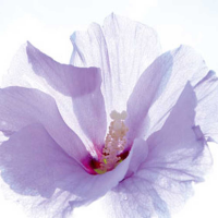 Ulmer, Ingrid Ballerina Giclee-Druck