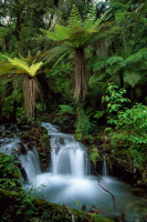 Marent, Thomas Creek with tree ferns Giclee-Druck