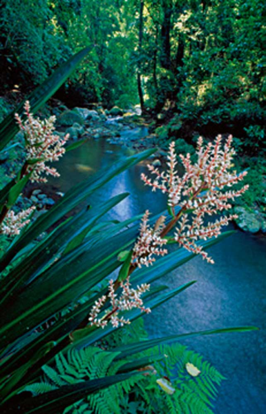 Marent, Thomas Canungra Creek Giclee-Druck