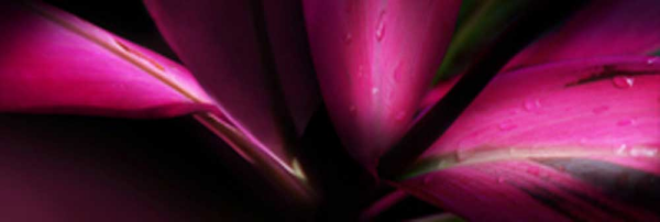 Scaroni, Roberto Cordyline Giclee-Druck