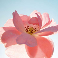 Ulmer, Ingrid Schwingung Giclee-Druck