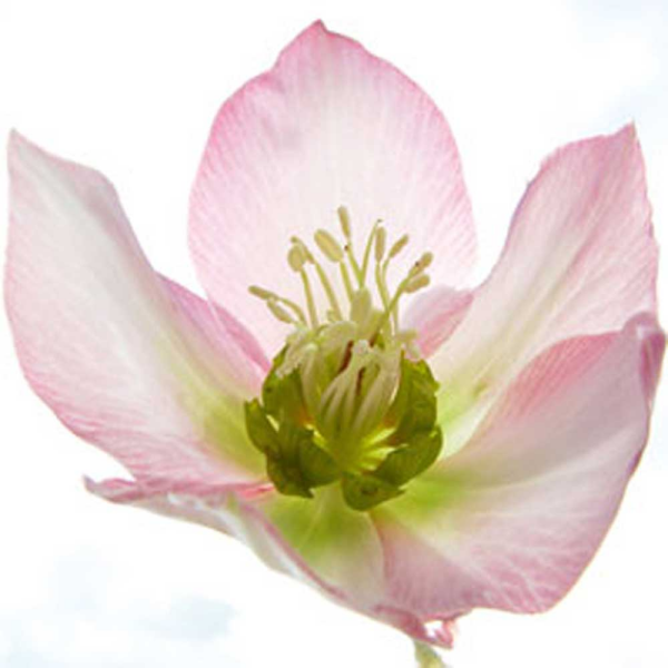 Ulmer, Ingrid Schweben Giclee-Druck