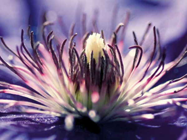 Riedt, Kirsten Purple Melody Giclee-Druck