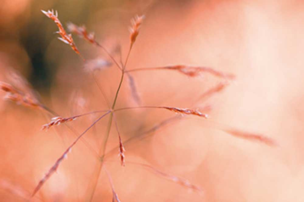 Riedt, Kirsten Wild Summer I Giclee-Druck