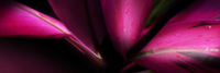 Scaroni, Roberto Cordyline Giclee-Druck