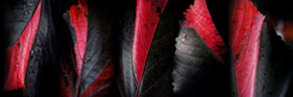 Scaroni, Roberto Foglie Rosse 2 Giclee-Druck