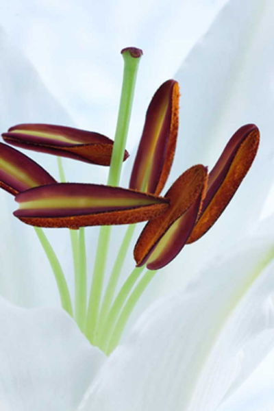 Szczepanski, Sebastian Harmonie Giclee-Druck