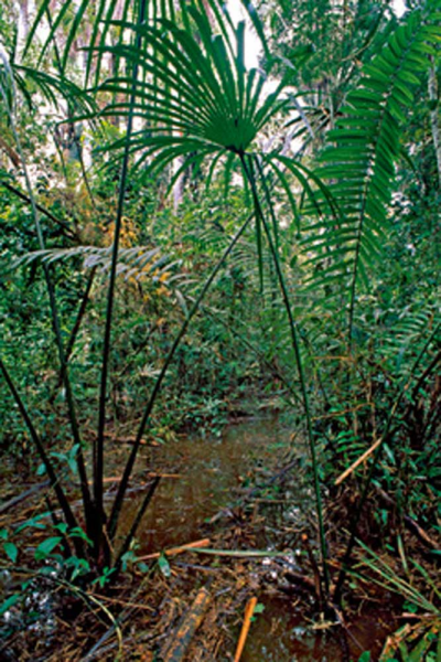 Marent, Thomas Flood area of rainforest Giclee-Druck