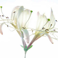 Ulmer, Ingrid Zarte Bande Giclee-Druck