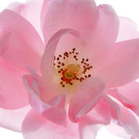 Ulmer, Ingrid Tänzerin Giclee-Druck