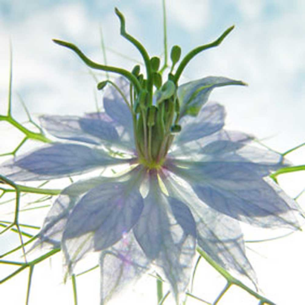 Ulmer, Ingrid Seiltänzer blau Giclee-Druck