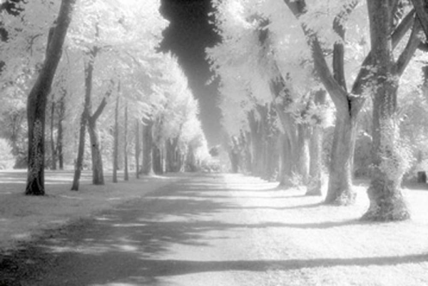 Steiner, Martin Allee Giclee-Druck