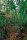Marent, Thomas Flood area of rainforest Giclee-Druck