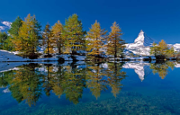 Marent, Thomas Matterhorn with larches I Giclee-Druck