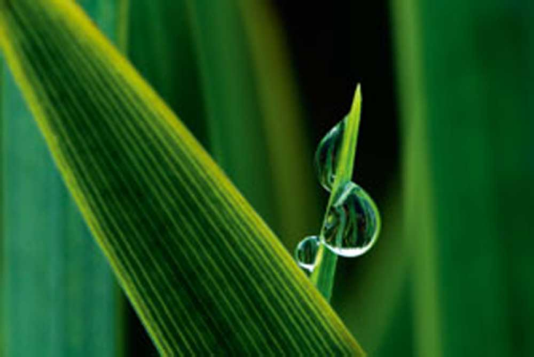 Nemec, Tomas Grashalm mit drei Tropfen Giclee-Druck