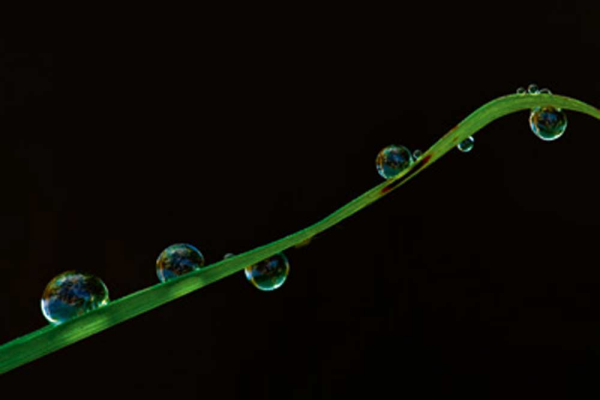 Nemec, Tomas Grashalm im Regen Giclee-Druck