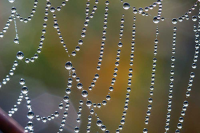 Rossmeissl, Gerhard Tausend kleine Sonnen Giclee-Druck