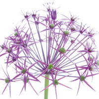 Ulmer, Ingrid Wunderkerze Giclee-Druck