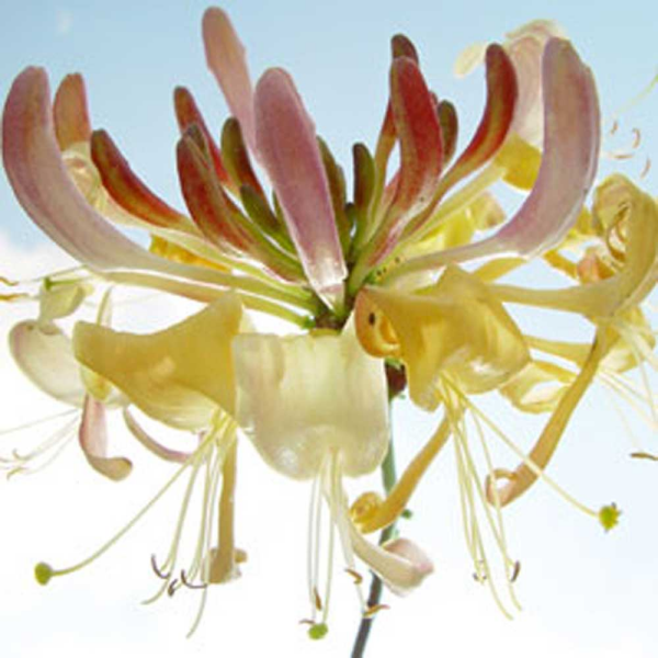 Ulmer, Ingrid Ballet Giclee-Druck