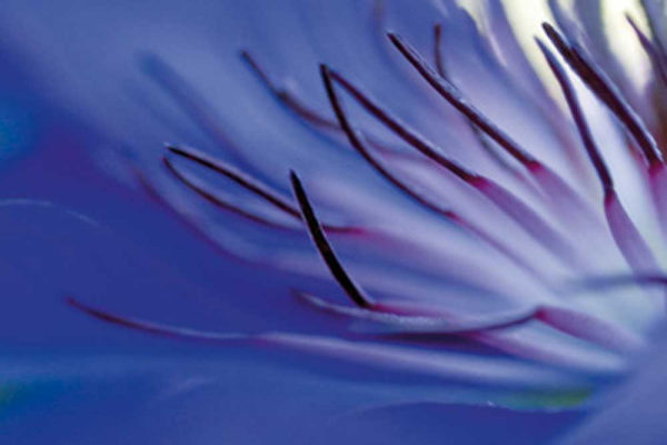 Riedt, Kirsten Blue Arms Giclee-Druck