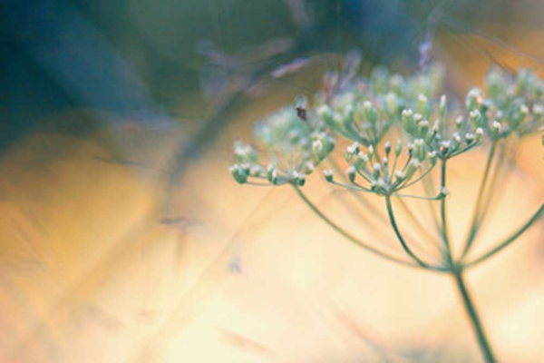 Riedt, Kirsten Summer Dreams I Giclee-Druck