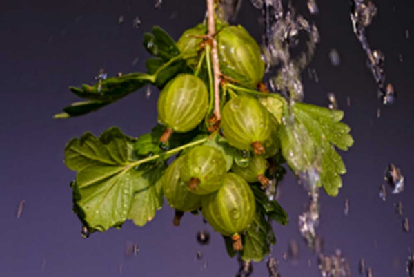 Riedt, Kirsten Stachelbeere Giclee-Druck